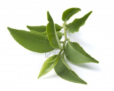 Green Tea leaves - rich in anti-oxidants