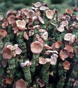 Hoodia Gordonii plant - natural appetite suppressor