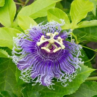 close up of purple passion flower