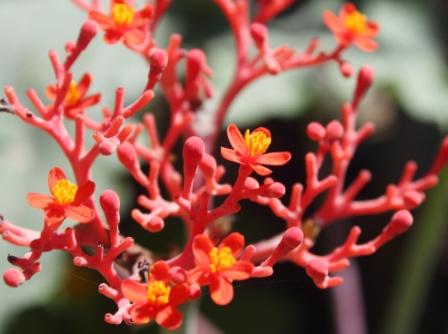 Ginseng flower