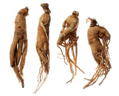 dried Ginseng roots