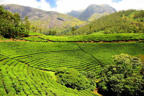 Lush green tea plantation in Kenya, showing the agricultural roots woven through A History On Tea.