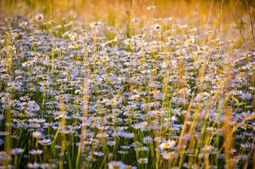 How Is Chamomile Tea Good For You? The healing benefits include anti-inflammatory; relaxant; antiseptic and anti-flatulent.