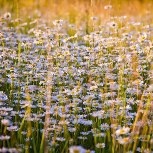 A dreamy chamomile field swaying gently in the breeze, showing where chamomile tea begins its journey.