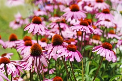 Echinacea - one of the best remedies to help the body rid itself of microbial infections