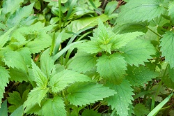 Nettle - highly nutritive due to its abundant vitamins and minerals content which makes it an ideal immune booster for anytime of the year