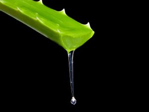 Aloe Vera - due to its antiseptic and anti-inflammatory properties, the gel is an excellent first aid remedy for minor burns, scalds, sunburn and skin abrasions.