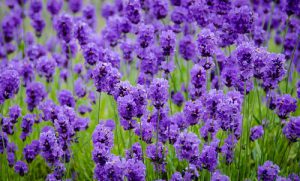 Lavender - Thanks to its anti-inflammatory properties, Lavender oil is the only oil that can be used neat on the skin to take the pain out of stings, minor burns, scalds and sunburn.