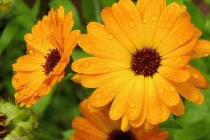 Marigold - possess antiseptic and antimicrobial actions that can help to heal wounds. Can also help relieve infections, dry eczema, cuts, grazes and sores
