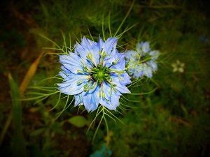 Black Seed - It's excellent for calming minor burns, insect bites, stings, bruises and bumps. Some of its actions include anti-bacterial; anti-fungal; analgesic; anti-microbial; anti-inflammatory and diuretic to name a few.