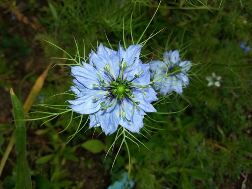 Close-up of Nigella Sativa, or black seed flower, one of the key herbs that help weight loss and reduce inflammation naturally.