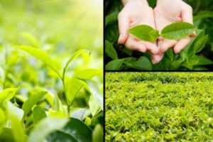 Green Tea - the most researched plant in helping with weight loss. It contains caffeine which gives the drink its stimulant effects and can increase metabolism which helps to burn fat and calories.