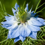 Nigella sativa flower