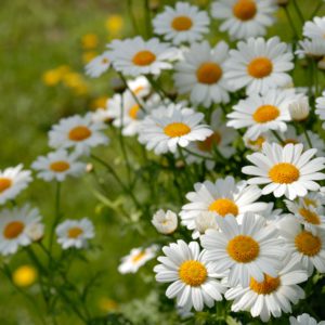 Chamomile – known for its calming effects
