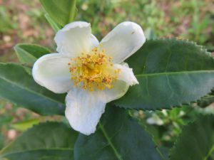 Camellia sinensis - The plant that ALL real or ‘true teas’ come from- such as green tea, black tea, white tea and oolong tea 