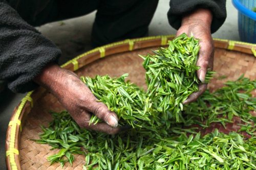 Farmer’s hands sorting fresh tea leaves, capturing the origin of powerful antioxidants in what is in green tea.