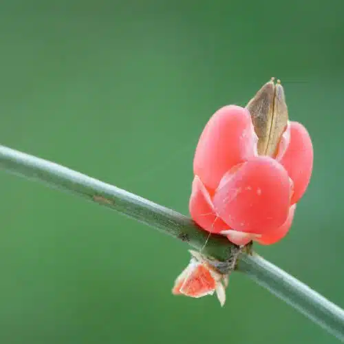 Ephedra