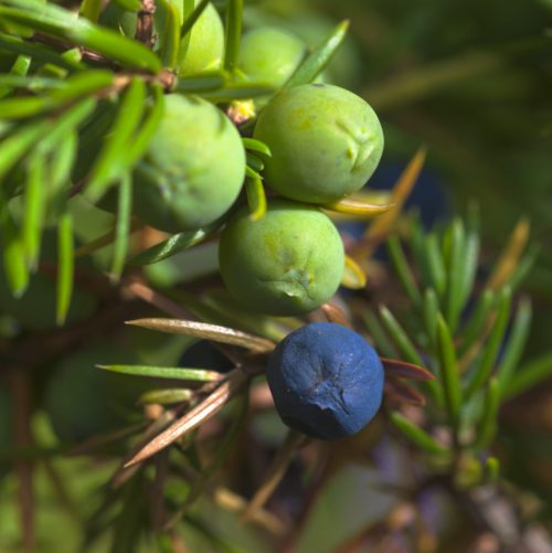 juniper berry by mp kozlowsky