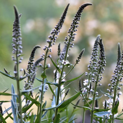 Black Cohosh