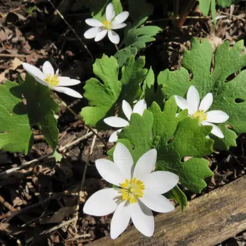 Bloodroot