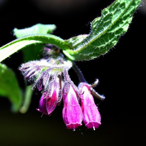 Comfrey