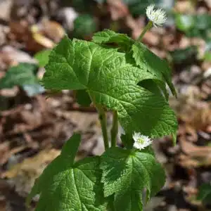 Goldenseal