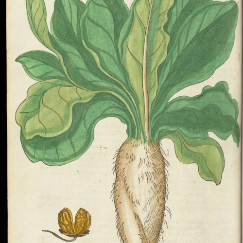 Mandrake