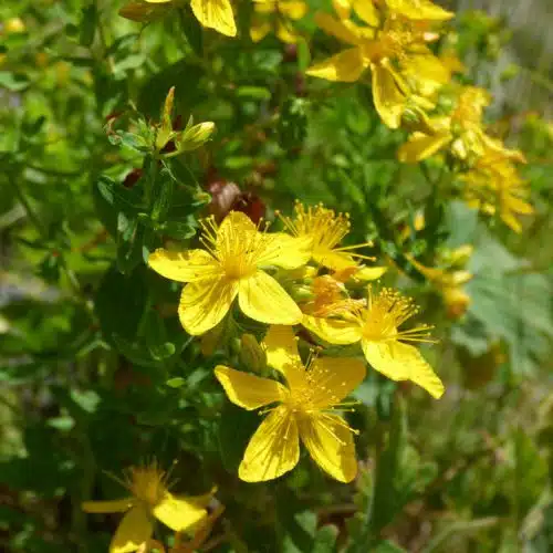 St John's Wort