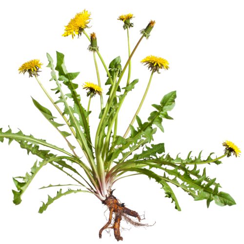 Dandelion flower & root