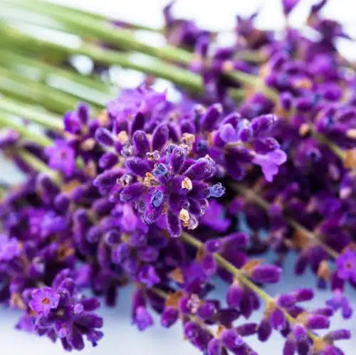 Lavender flowers