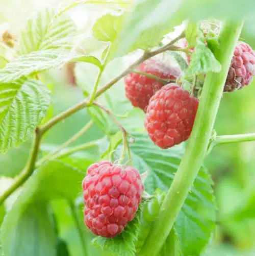 Red Raspberry plant