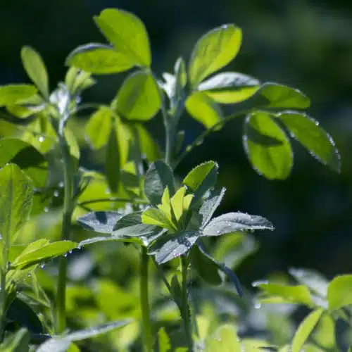 Alfalfa leaves