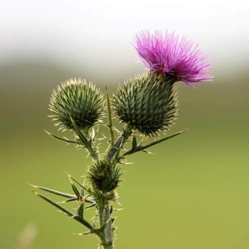 Burdock & flower