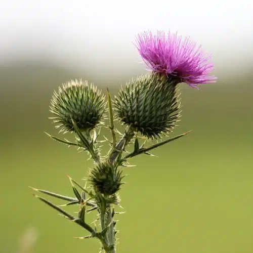 Burdock & flower