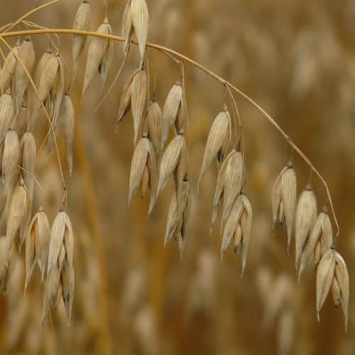 Oatstraw