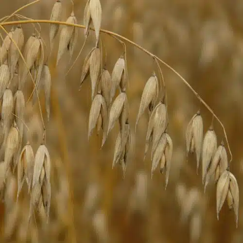 Oatstraw