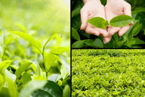 Close-up collage of fresh green tea leaves being harvested in a field, showcasing one of the most effective herbs that help weight loss by boosting metabolism and energy.