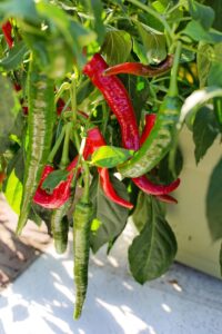 Cayenne pepper- The red hot healer’s main active compound ‘capsaicin‘ is well known to have thermogenic properties and weight loss potential.