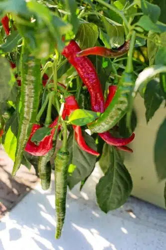 Vibrant red and green chili peppers growing—thermogenic ingredients commonly listed as belly-fat burning foods.