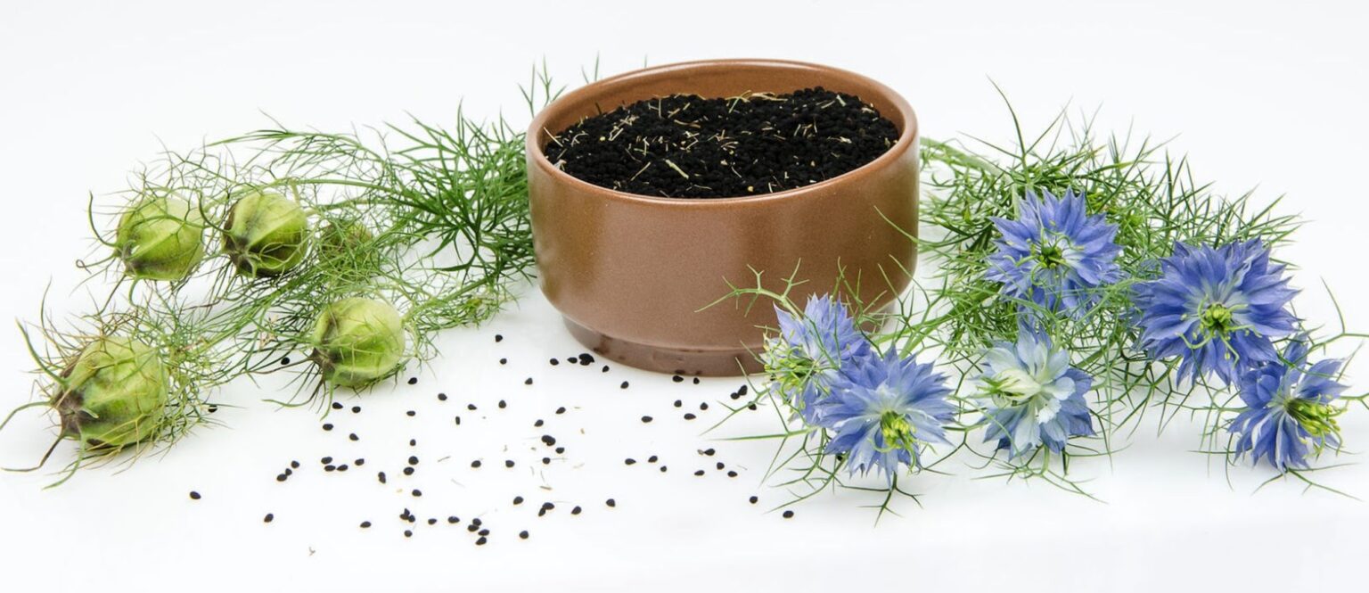 Bowl of black seed oil seeds with Nigella sativa pods and flowers, illustrating the truth about black seed oil: finding highest thymoquinone content.