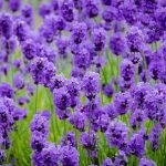 Lavender _USE