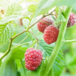 Red Raspberry plant